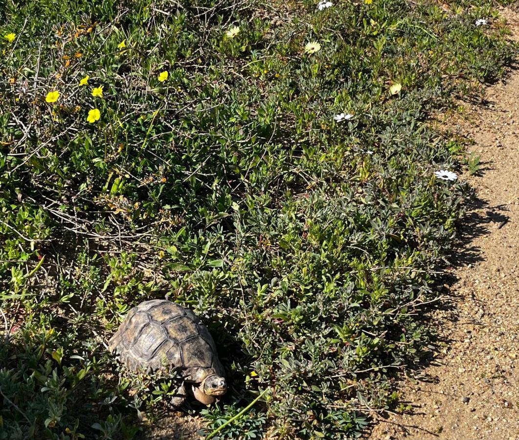 Clam Lagoon لانجيبان المظهر الخارجي الصورة